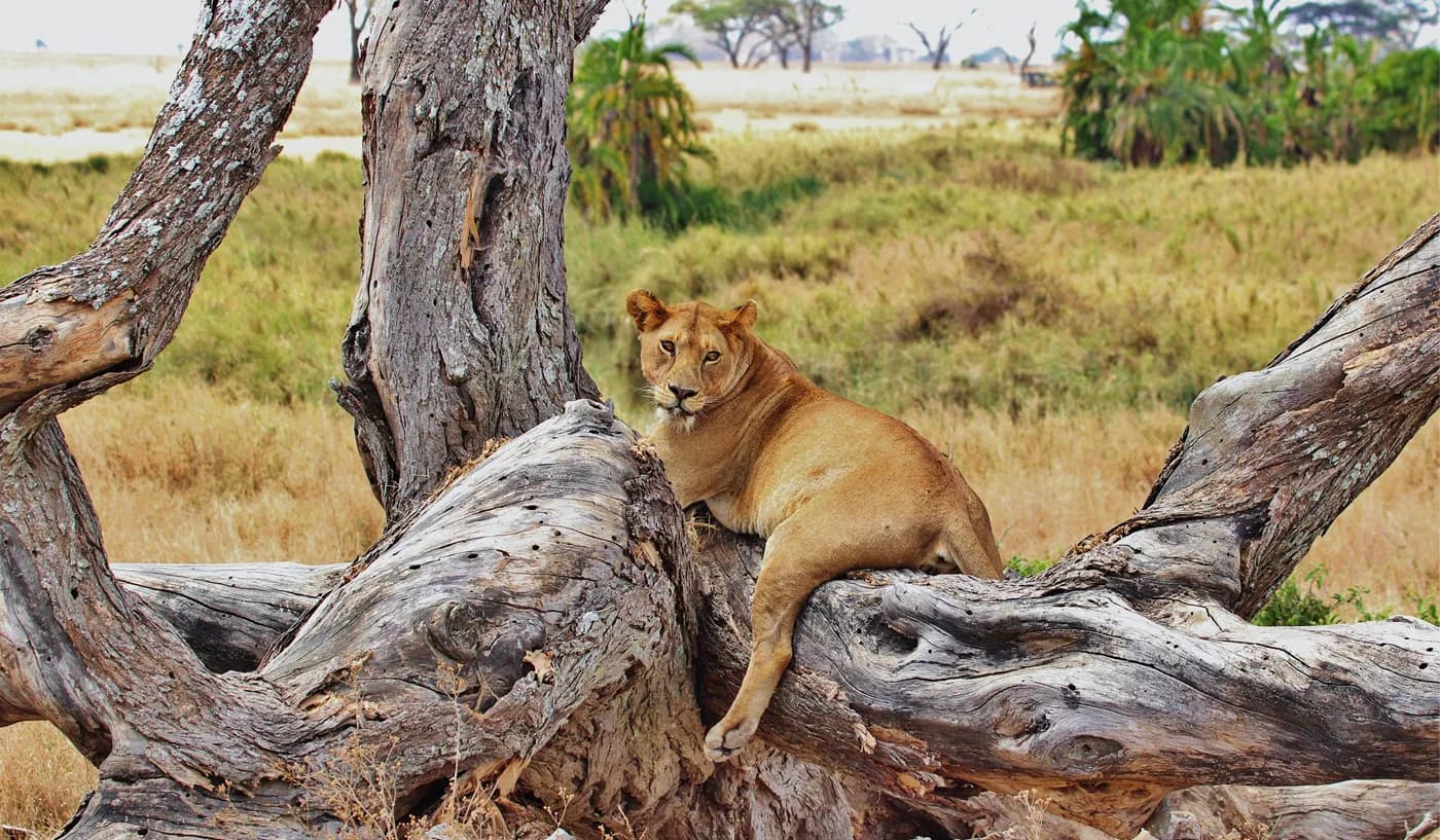 12 Tage Die Große Safari