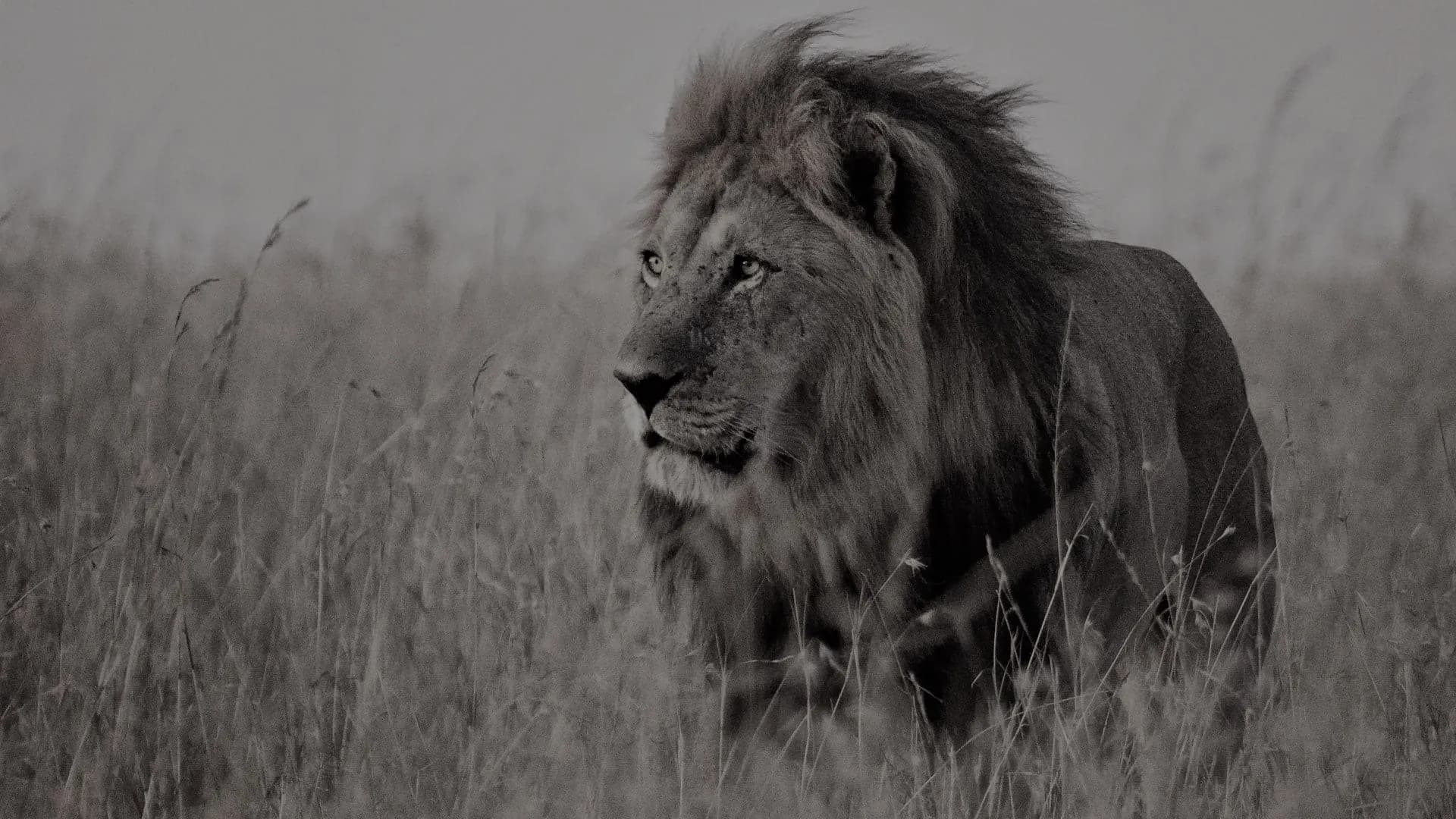 12 Tage Tansania-Kenia-Expedition
