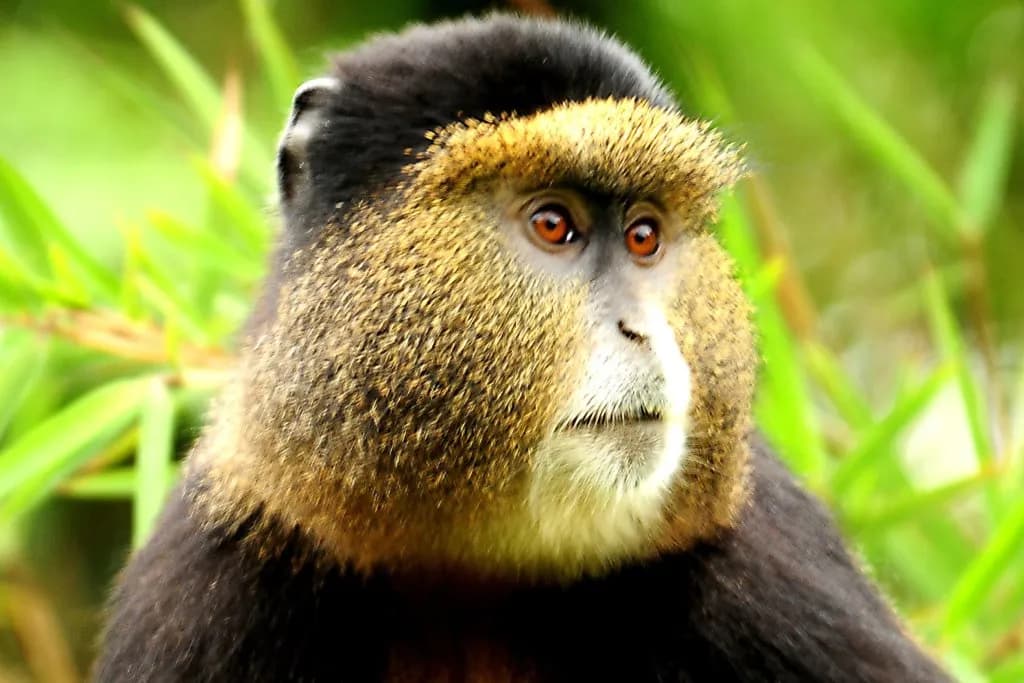 12 Tage Primaten-Erlebnis in Ruanda