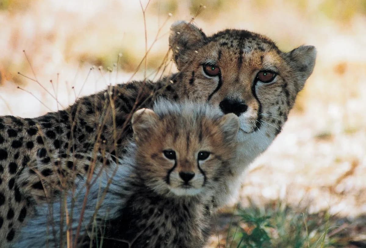 11 Tage Kenia Unbestritten