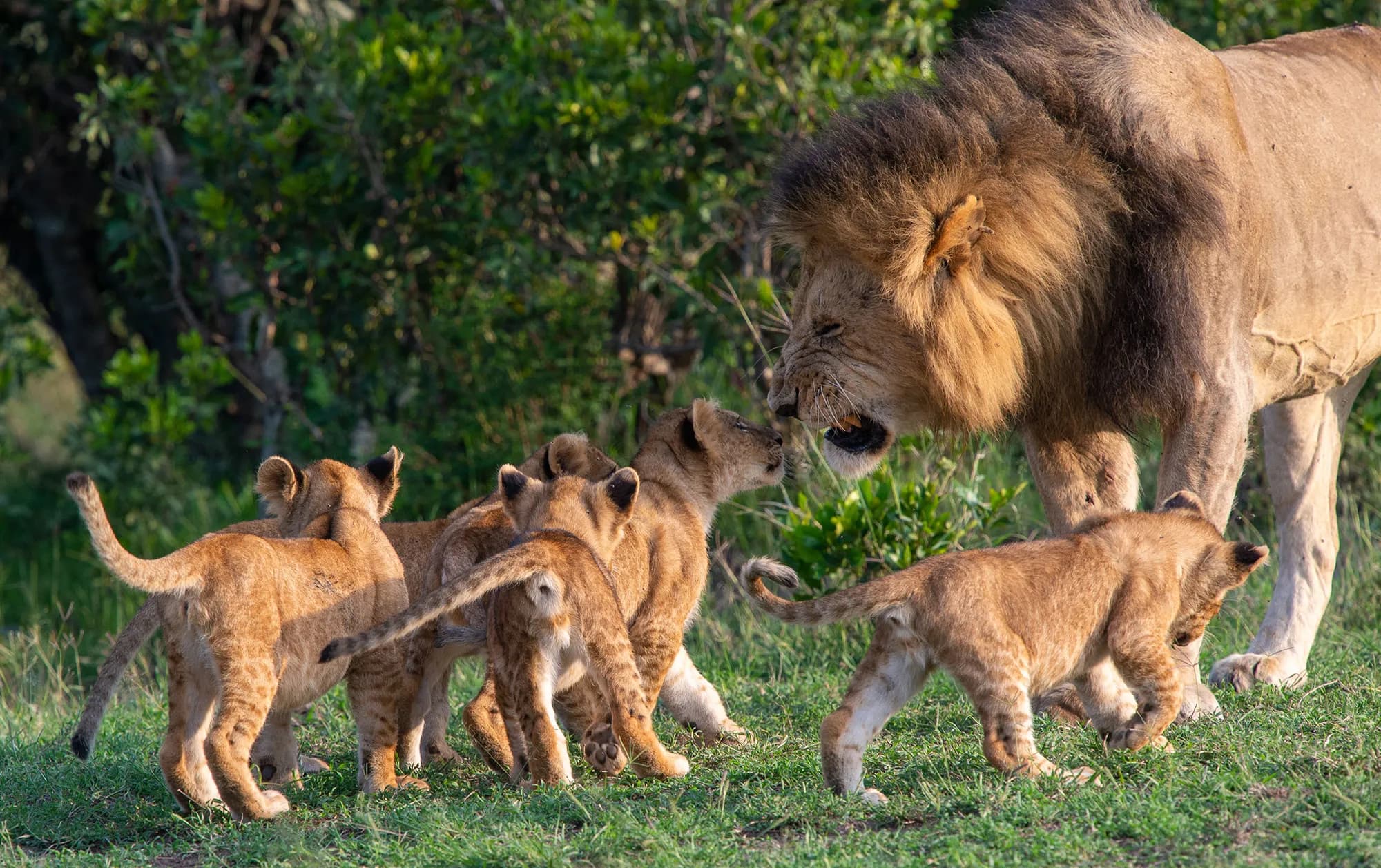 5 Tage Highlights-Safari