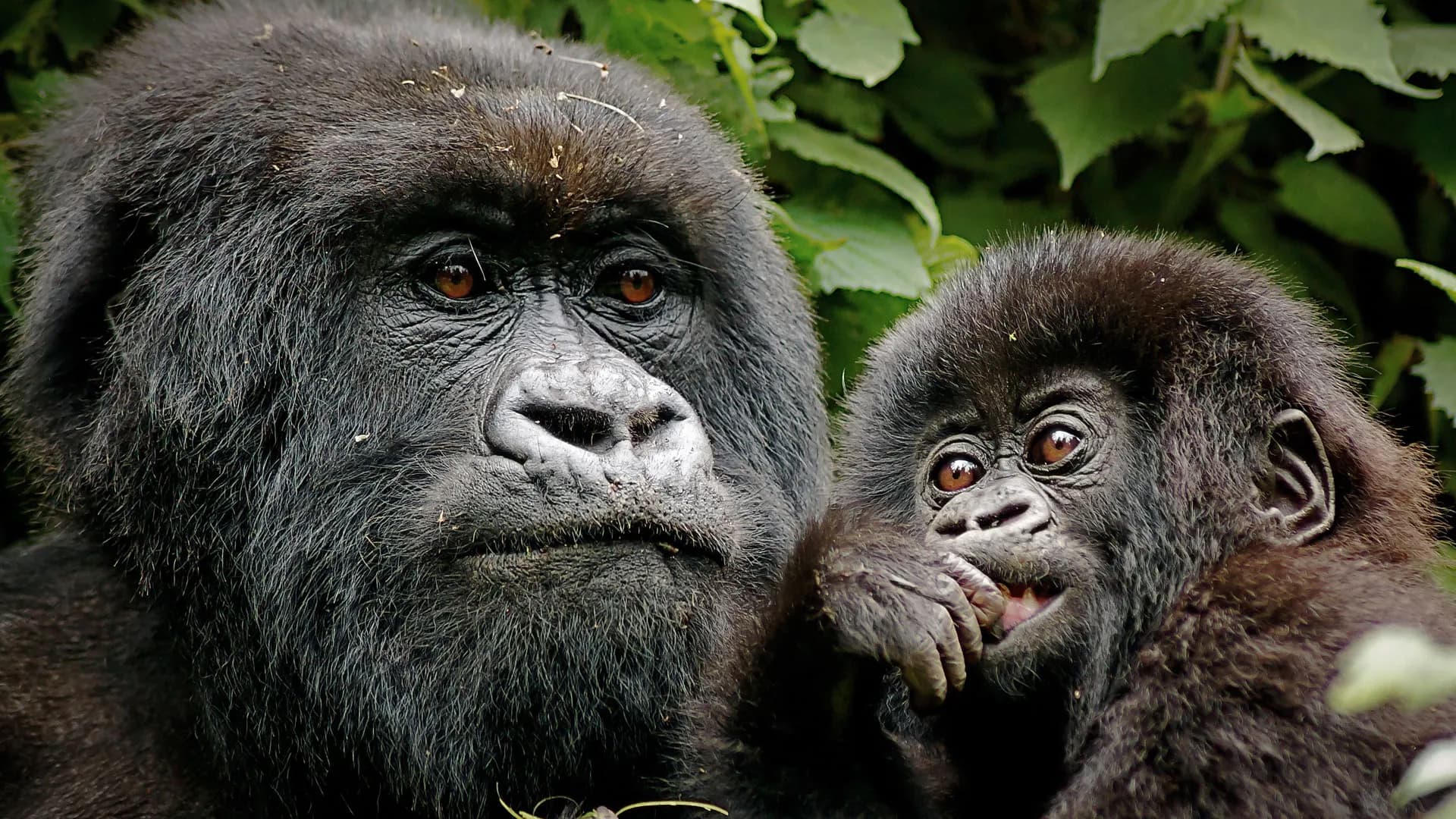 11 Tage Ruanda-Tansania-Safari