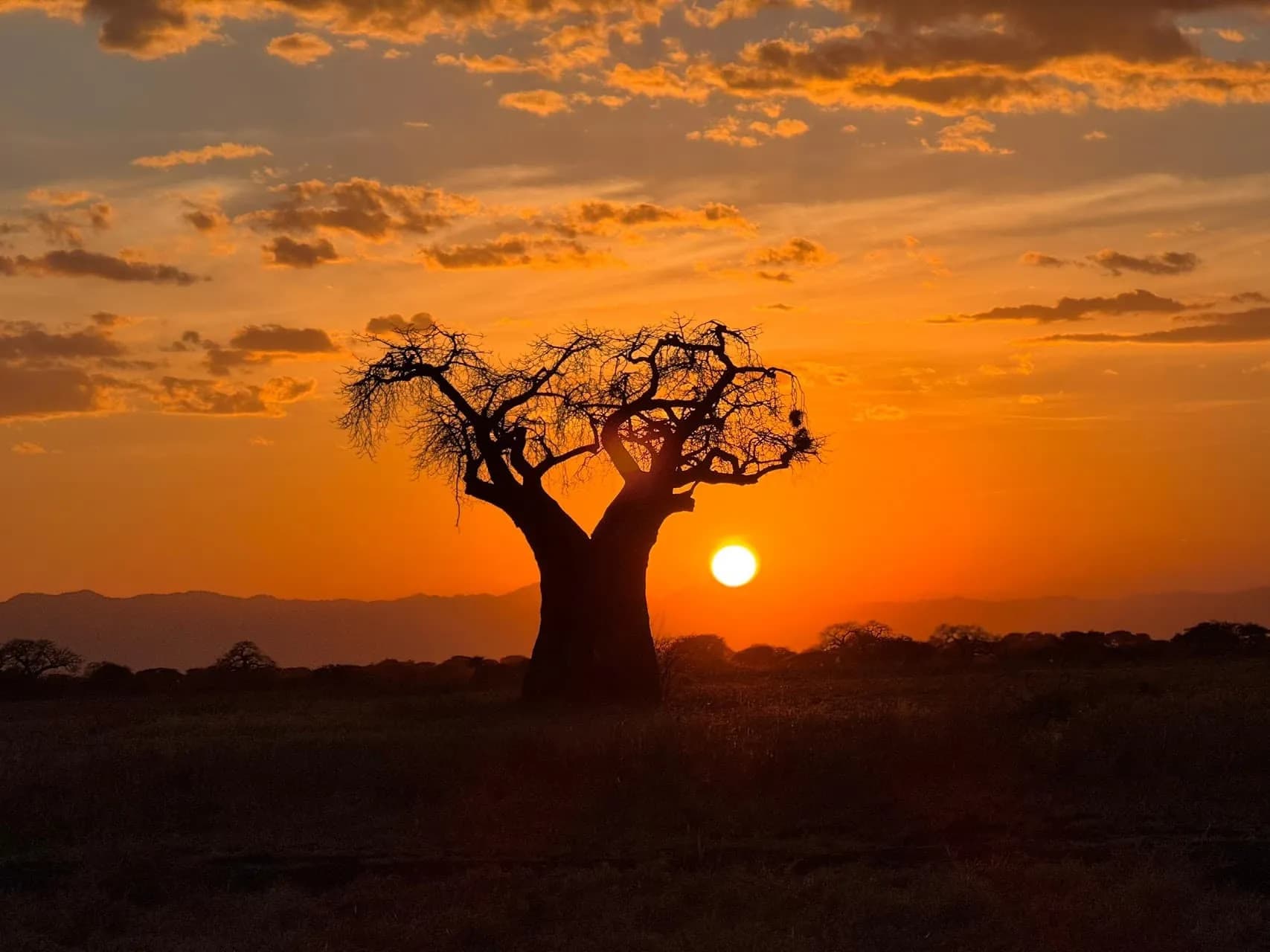 Ruaha & Katavi — Echte Wildnis