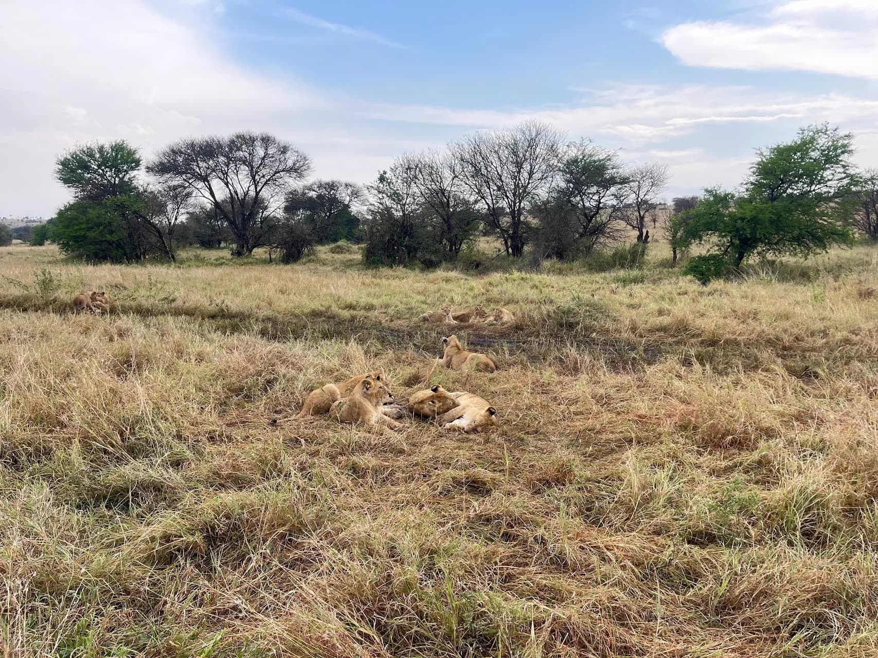 Safari-Moment