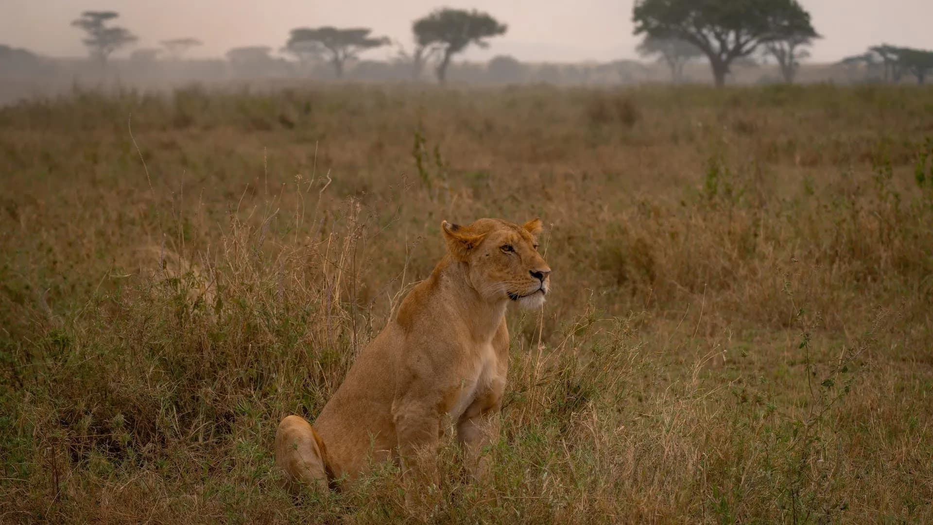 Safari landscape