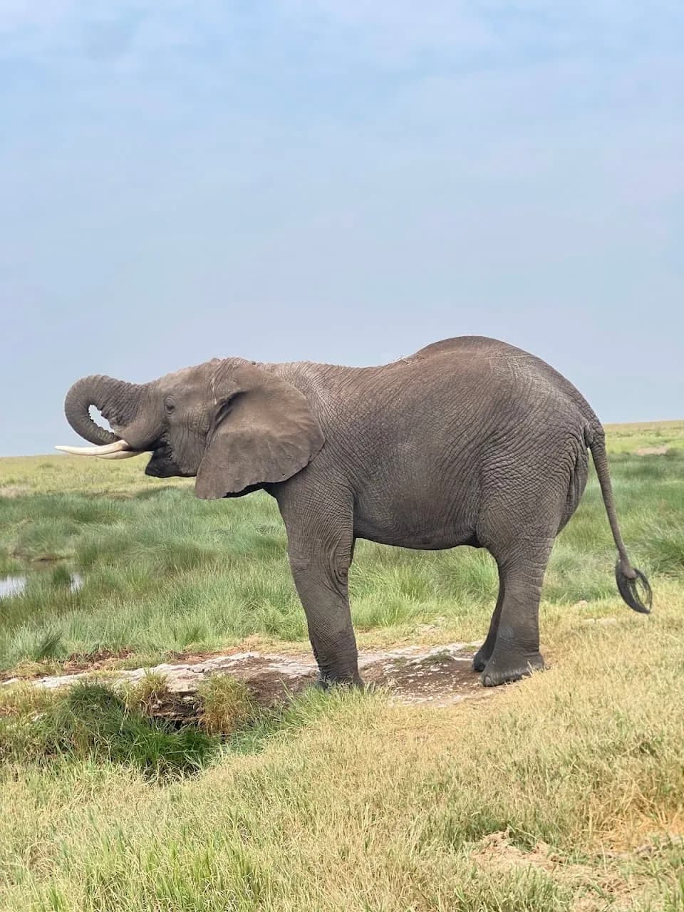 Family watching elephants from a safari vehicle in Tanzania