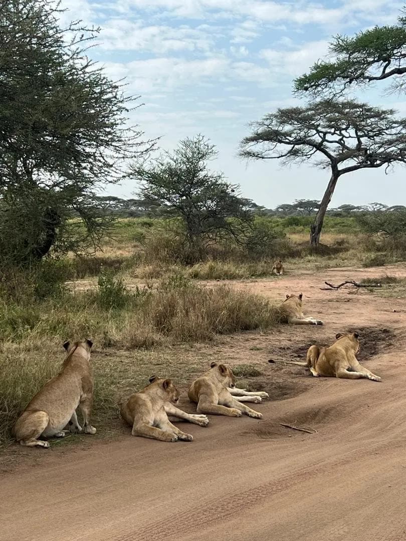 Safari vehicle on a red-dirt road through Tanzania wilderness