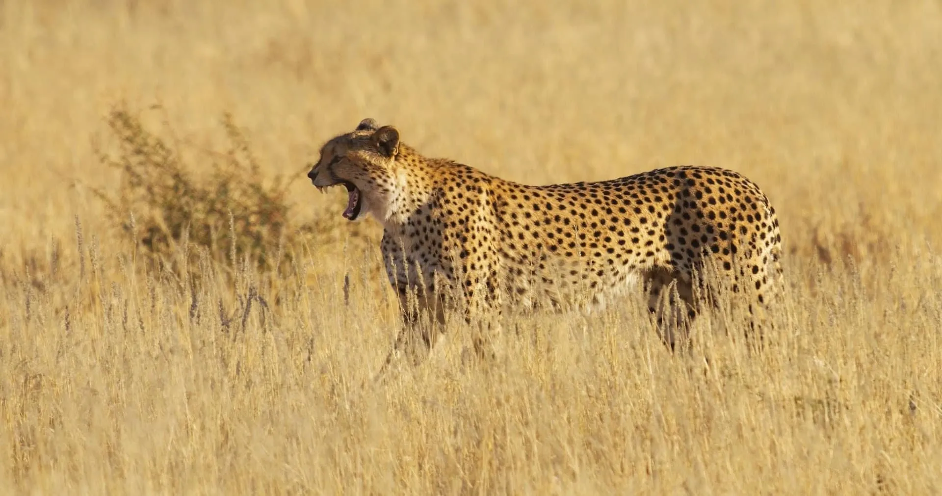 Safari vehicles on the Serengeti plains