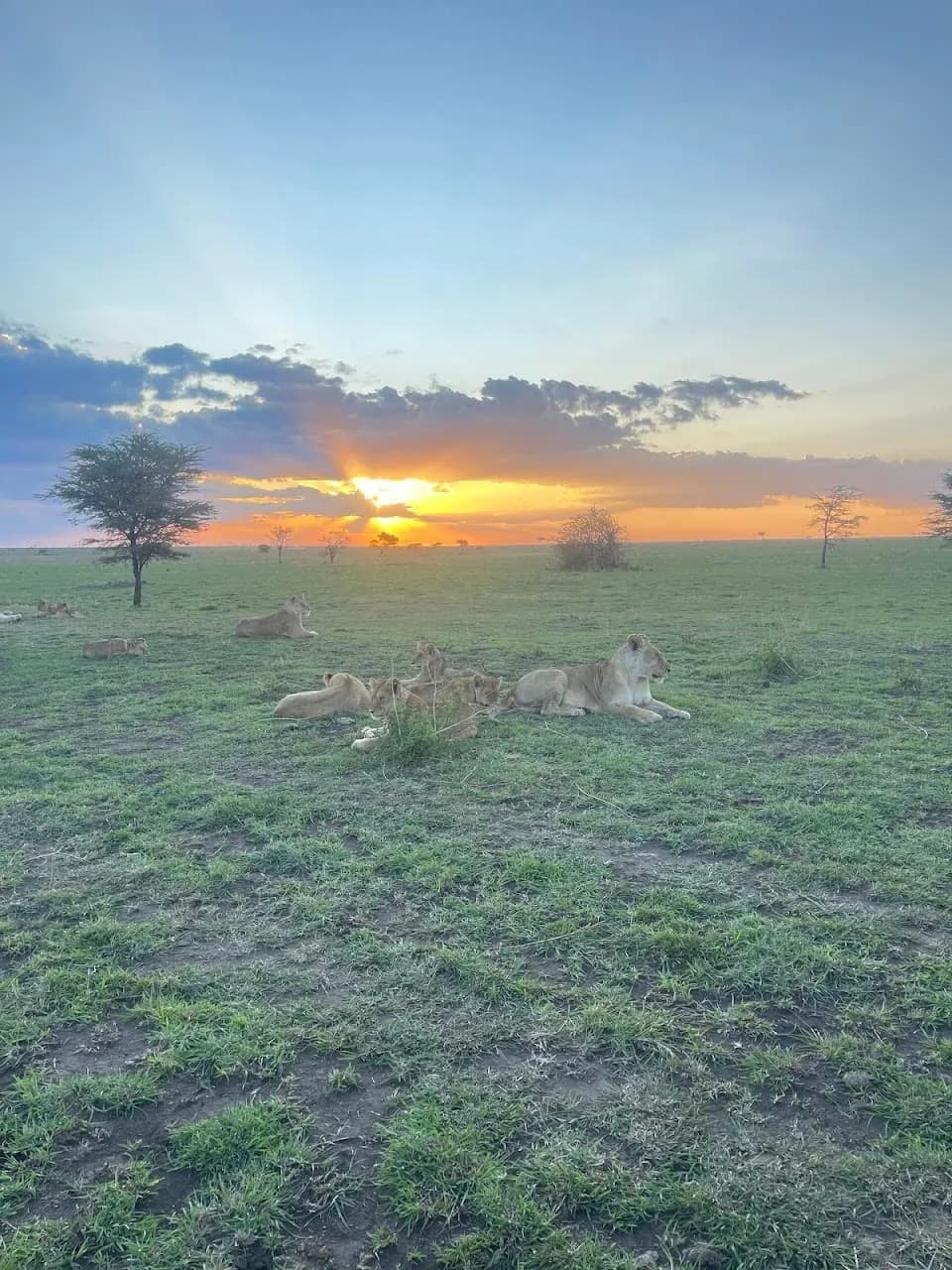 Lions at golden sunset on the open Serengeti plains