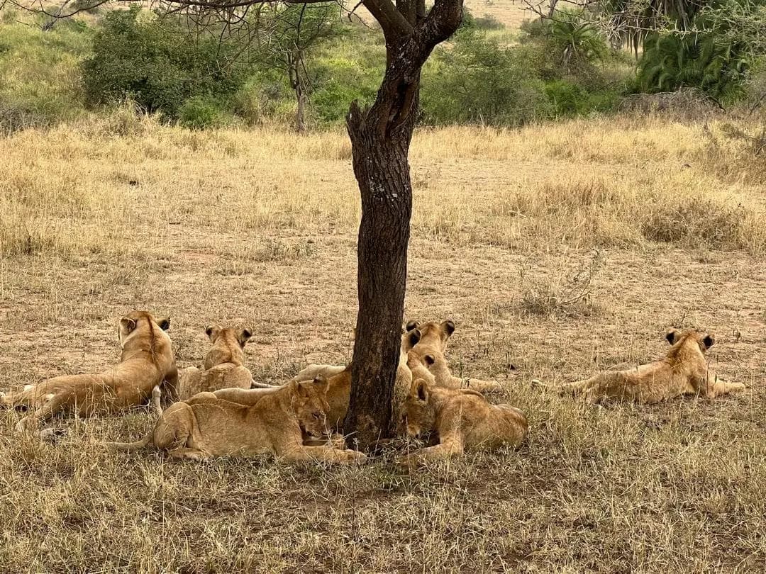 Lake Manyara National Park
