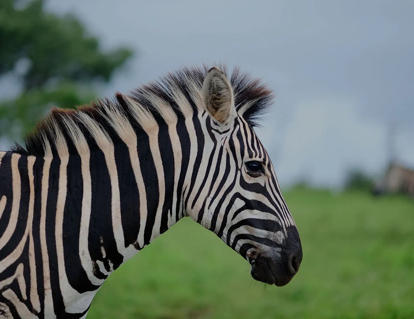 12 Tage Wilde Wildnis-Entdeckungsreise