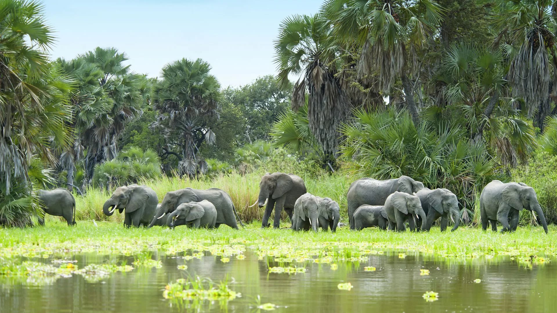 Nyerere (Selous) National Park