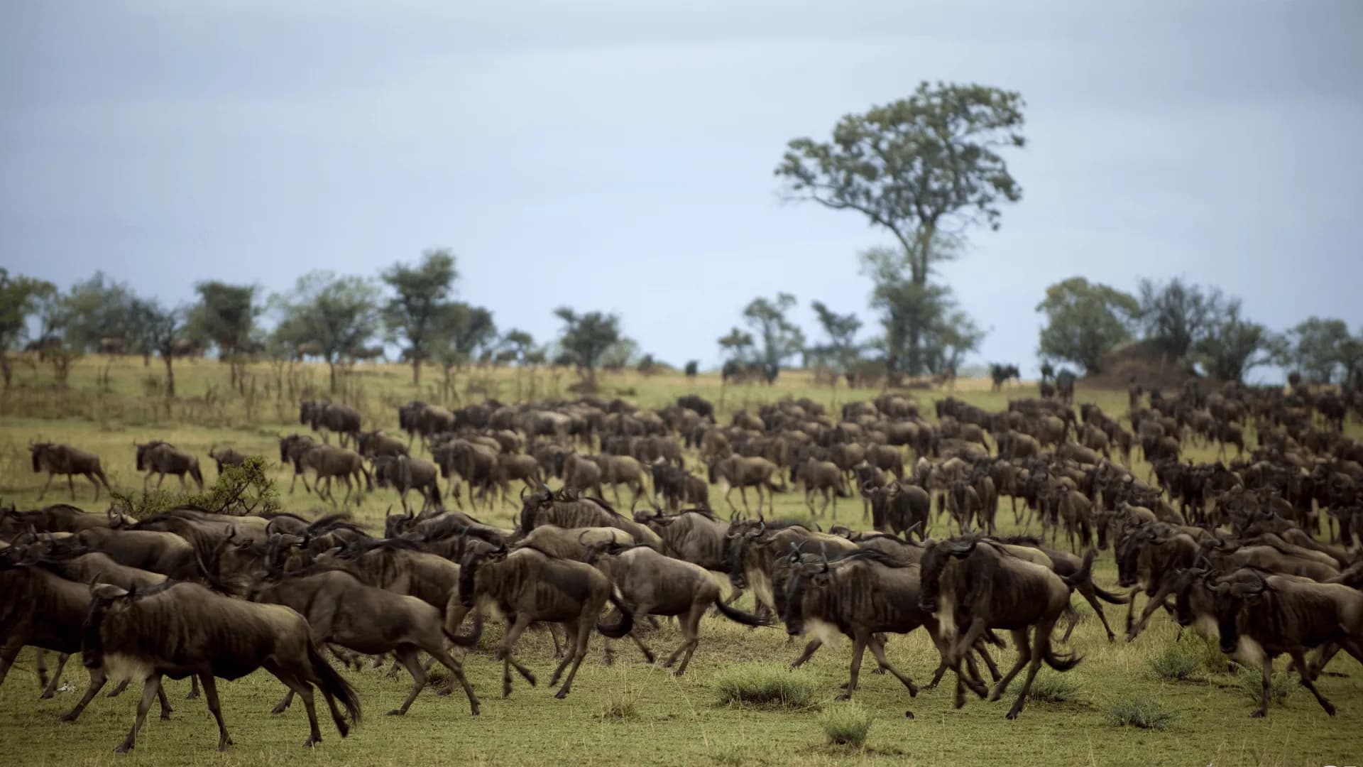 Golden Serengeti plains at sunset with acacia trees